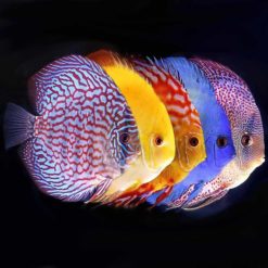 Malaysian High Quality Discus Large or Symphysodon