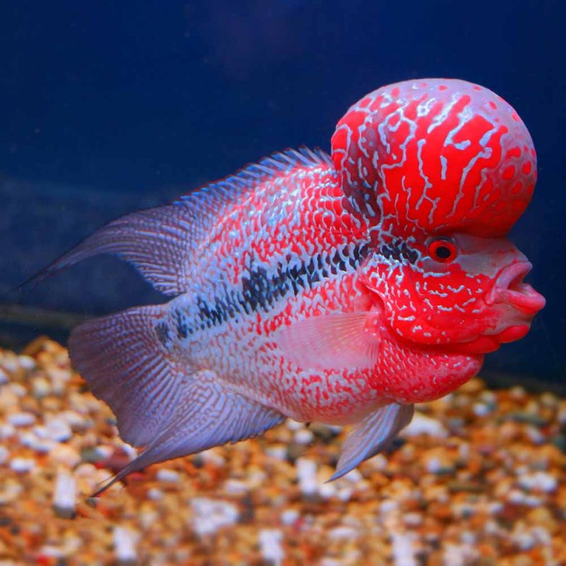 Flowerhorn Cichlid (Paraneetroplus synspilus) - McMerwe - Cape Town ...