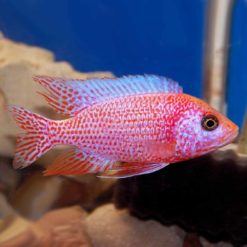 Strawberry Peacock Cichlid (Aulonocara sp. 'strawberry')