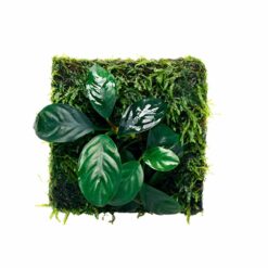 ADA - Peacock Moss with Anubias barteri 'coffeefolia' Wabi-Kusa Mat