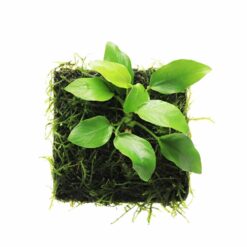 ADA - "Peacock Moss" with Anubias barteri var nana 'golden' (Wabi-Kusa Mat)