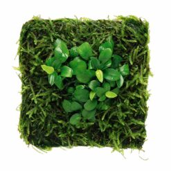 ADA - Peacock Moss with Anubias barteri var nana 'petite' Wabi-Kusa Mat