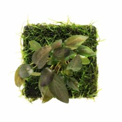 ADA - Peacock Moss with Lagenandra Karalensis Wabi-Kusa Mat