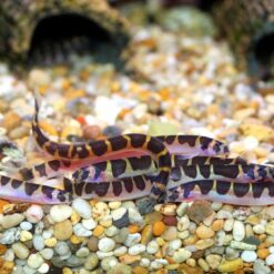Malaysian Kuhli Loach (Pangio malayana)