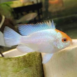 Powder Blue Ram (Mikrogeophagus ramirezi)