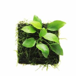 ADA – “Peacock Moss” with Anubias Bateri var nana (Wabi-Kusa Mat)