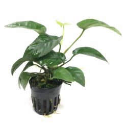 Anubias barteri var. Striped