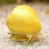 Golden Apple Snails