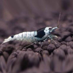 Mosura Blue Bolt (Low Grade)