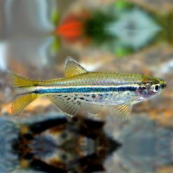 Dwarf Spotted Danio (Brachydanio nigrofasciata)