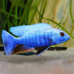 Electric Blue Hap (Sciaenochromis ahli)