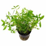 Proserpinaca Palustris or Mermaid Weed
