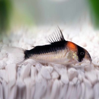 Adolfoi Cory (Corydoras adolfoi) - Cape Town - South Africa