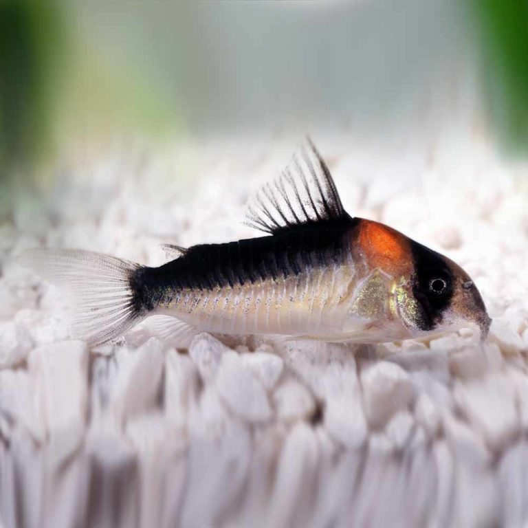 Adolfo's Cory (Corydoras adolfoi) - McMerwe