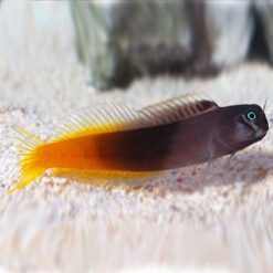 Bicolor Blenny (Ecsenius bicolor)