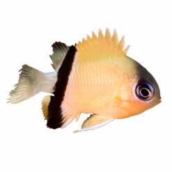 Black Bar Chromis (Chromis retrofasciata)