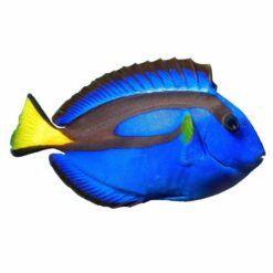 Blue Tang (Paracanthurus hepatus)
