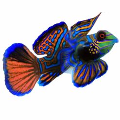 Manderinfish (Synchiropus splendidus)