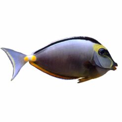 Orange-Spine Unicornfish (Naso lituratus)