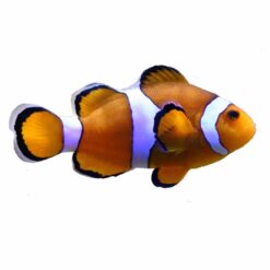 Percula Clown (Amphiprion percula)
