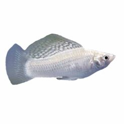 Platinum Sailfin Mollies (Poecilia sphenops)