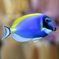 Powder Blue Tang (Acanthurus leucosternon)