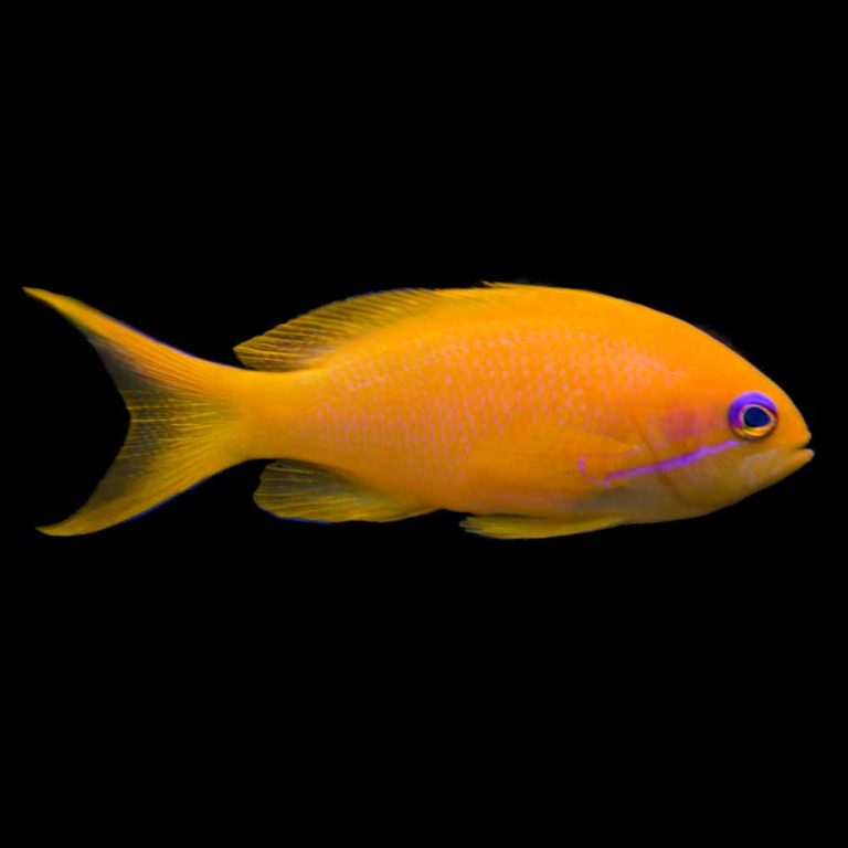 Orange-Spine Unicornfish (Naso lituratus) - McMerwe