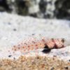 Spotted Shrimp Goby (Amblyeleotris guttata)