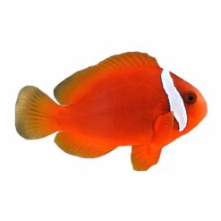 Tomato clownfish (Amphiprion frenatus)