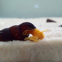 Yellow Orange Rabbit Snails