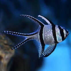Banggai Cardinalfish (Pterapogon kauderni)