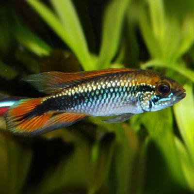 Double Red Dwarf Cichlid (Apistogramma agassizi) - McMerwe - Cape Town ...