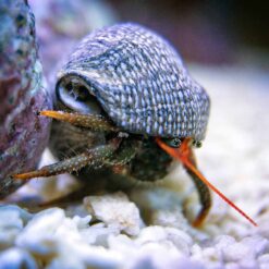 Dwarf Red Tip Hermit Crab (Clibanarius sp)