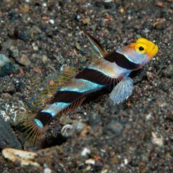 Hi Fin Red Banded Goby (Stonogobiops nematodes)