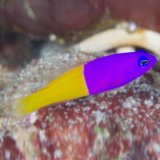 Royal Dottyback (Pictichromis paccagnella)