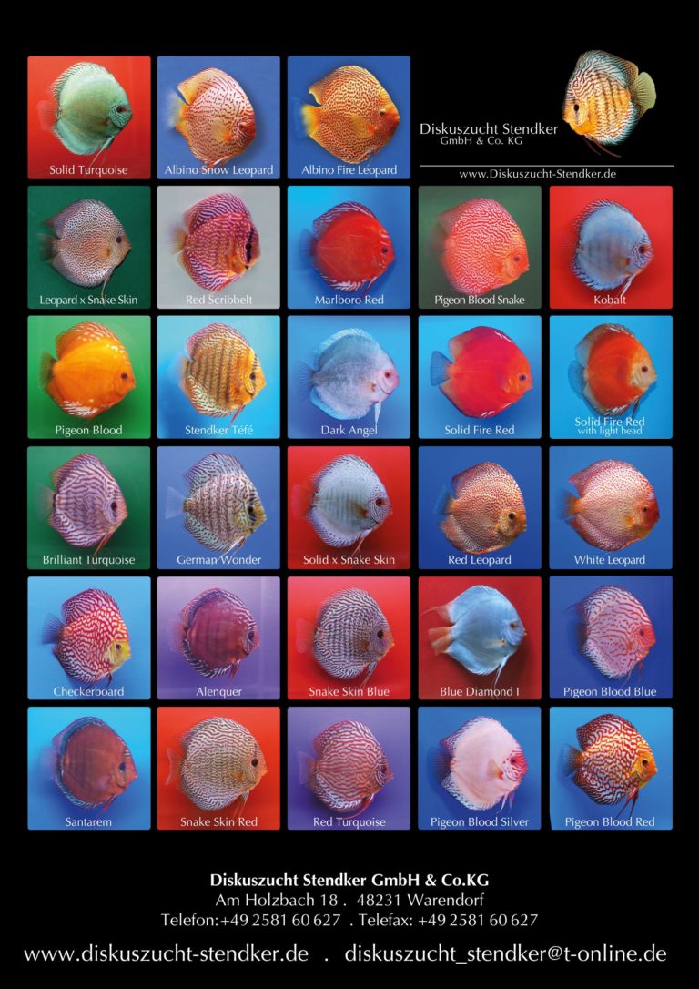 Stendker Discus McMerwe Cape Town South Africa