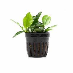 Anubias Barteri small (short wavy)