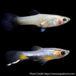 Blue Star Endler Pair (Poecilia wingei)