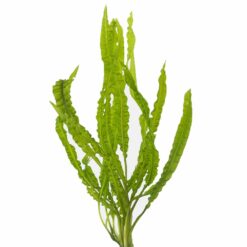 Cryptocoryne balansae