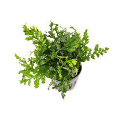 Mini Bolbitis difformis baby leaf