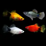 Assorted Platy (Xiphophorus maculatus)