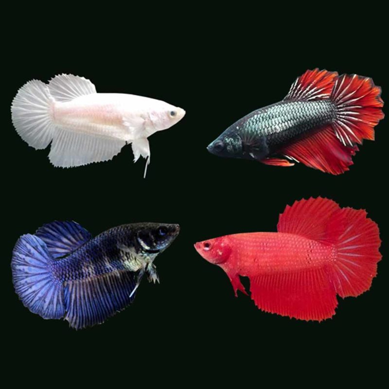 Female Siamese Fighting Fish (Betta splendens) - McMerwe - Cape Town ...