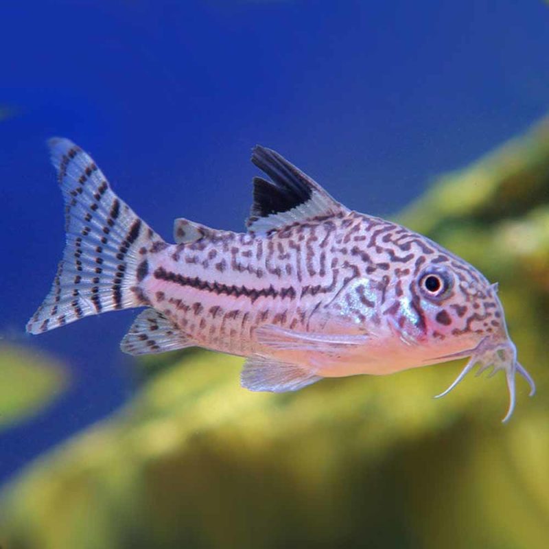 Julii Cory (Corydoras julii) - McMerwe