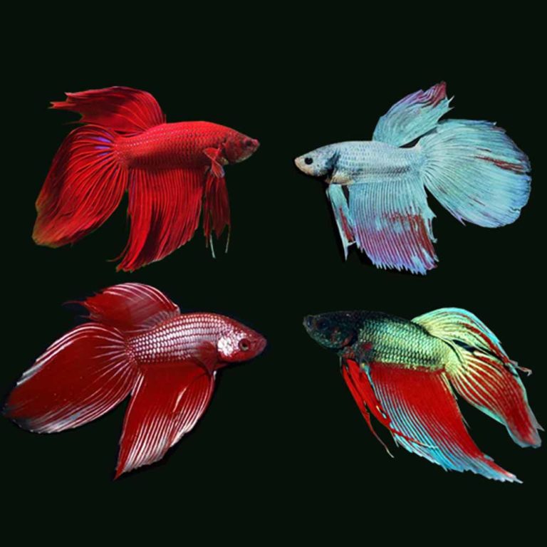 Male Siamese Fighting Fish Betta Splendens Mcmerwe Cape Town