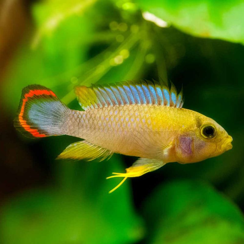 Blue panda dwarf cichlid (Apistogramma panduro) - McMerwe