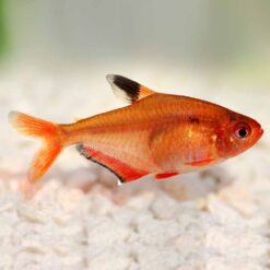 Serpae Tetra (Hyphessobrycon eques)