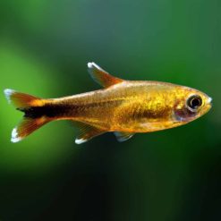 Silvertip Tetra (Hasemania nana)