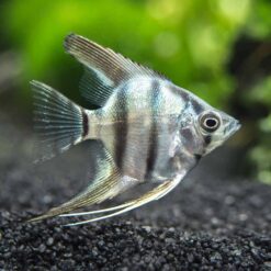 Zebra Angelfish (Pterophyllum scalare)