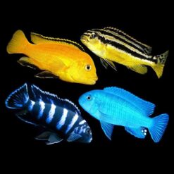 Assorted Cichlids