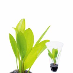 ADA - Echinodorus red chilli